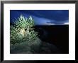 Giant Dagger Yucca, Texas, Usa by Olaf Broders Limited Edition Print