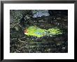 Red-Crowned Parakeet, Cyanoramphus Novaezelandiae, New Zealand by Robin Bush Limited Edition Print