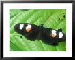 Heliconius Erato, Ecuador by Terry Button Limited Edition Pricing Art Print