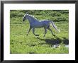 Running White Andalusian Stallion, Texas by Alan And Sandy Carey Limited Edition Print