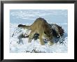 Mountain Lion, Adult Trying To Cover Elk Carcass With Snow, Montana by Daniel Cox Limited Edition Print