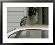 Barred Owl In Urban Area Sitting On Car, Northern Minnesota, Usa by Daniel Cox Limited Edition Print