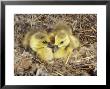 Canada Geese, Goslings In Nest, Montana, Usa by Daniel Cox Limited Edition Print