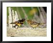 Baltimore Orioles, Male Feeding Fledgling, Illinois by Daybreak Imagery Limited Edition Print