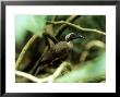 Helmeted Friarbird, Queensland, Australia by Kenneth Day Limited Edition Print