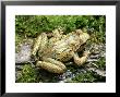 Tailed Frog, Mount St. Helens by David M. Dennis Limited Edition Pricing Art Print