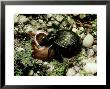 Snail Hunter Beetle, Calosoma Species, Monongahela Nf, West Virginia by David M. Dennis Limited Edition Print