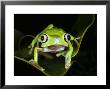 Leaf Frog, Phylomedusa Lemursurinam by David M. Dennis Limited Edition Print