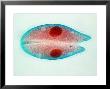 Paramecium Caudatum by David M. Dennis Limited Edition Print