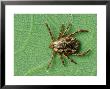 American Dog Tick, Rocky Mountain Spotted Fever Vector by David M. Dennis Limited Edition Print