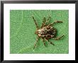 American Dog Tick, Rocky Mountain Spotted Fever Vector by David M. Dennis Limited Edition Print