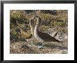 Blue-Footed Boobies, Courtship Display, Galapagos, Ecuador by David M. Dennis Limited Edition Print