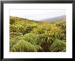 Galapagos Miconia, And Tree Ferns, Galapagos, Ecuador by David M. Dennis Limited Edition Pricing Art Print