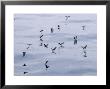 White-Vented Storm Petrels, Feeding, Ecuador by David M. Dennis Limited Edition Print