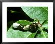 Giant Swallowtail Butterfly, Caterpillar by David M. Dennis Limited Edition Pricing Art Print