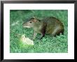 Agouti, Young Feeding On Fruit, Belize, Central America by Philip J. Devries Limited Edition Print