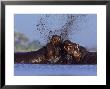Hippopotamus, Bulls Fighting, Botswana by Chris And Monique Fallows Limited Edition Pricing Art Print