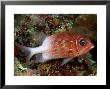 Tailspot Squirrelfish, Mabul Island, Malaysia by David B. Fleetham Limited Edition Print