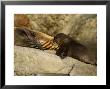 Guadalupe Fur Seal, Young Nursing, Mexico by David B. Fleetham Limited Edition Print