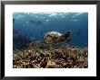 Hawksbill Turtle, And Bumphead Parrotfish, Malaysia by David B. Fleetham Limited Edition Pricing Art Print