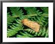 Orange Swift, Imago, Clipstone Forest, Nottinghamshire, Uk by David Fox Limited Edition Print