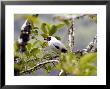 Masked Tityra, Male, Costa Rica by Michael Fogden Limited Edition Pricing Art Print