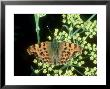 Comma Butterfly, Wychwood Forest, Uk by Bob Fredrick Limited Edition Print