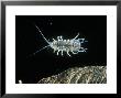 Water Louse Or Water Skater, Uk by Peter Gathercole Limited Edition Pricing Art Print