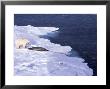 Polar Bear, With Prey, Norway by Patricio Robles Gil Limited Edition Print