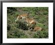 Guanaco, Interacting, Chile by Patricio Robles Gil Limited Edition Print