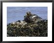 Falkland Steamer Duck, With Chicks, Falklands by Patricio Robles Gil Limited Edition Print