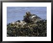 Falkland Steamer Duck, With Chicks, Falklands by Patricio Robles Gil Limited Edition Print
