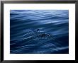 Craveris Murrelet, Swimming, Mexico by Patricio Robles Gil Limited Edition Print