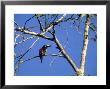 Collared Aracari Or Toucan In Tree, Mexico by Patricio Robles Gil Limited Edition Print