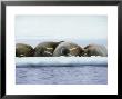 Walruses, Group, Arctic by Patricio Robles Gil Limited Edition Print