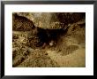 Pacific Ridley Sea Turtle, Laying Eggs, Mexico by Patricio Robles Gil Limited Edition Print