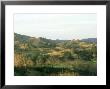 Sugar Cane Landscape, South Pacific by Patricio Robles Gil Limited Edition Print