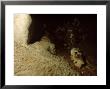 Fossil Skull Of Ancient Lemur In Cave, Madagascar by Patricio Robles Gil Limited Edition Print