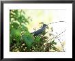 Crested Coua, Madagascar by Patricio Robles Gil Limited Edition Print