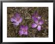 Clarkia Gracilis, Usa by Bob Gibbons Limited Edition Print