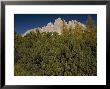 Pinus Mugo, High Altitude Vegetation On The Slopes Of Mount Cristallo, Autumn, Italy by Bob Gibbons Limited Edition Print