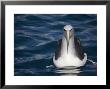Diomedea Salvini In Flight, South Island, New Zealand by Bob Gibbons Limited Edition Print