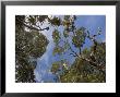 High Altitude Elfin Forest With Southern Beeches And Mountain Grass-Tree, South Island, New Zealand by Bob Gibbons Limited Edition Print