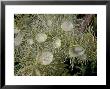 A Beard Lichen, With Apothecia by Bob Gibbons Limited Edition Print