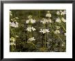 Water-Violet, Flowering In Pond by Bob Gibbons Limited Edition Print