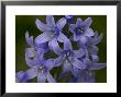 Hybrid Bluebell, Spanish X Common Bluebell, An Invasive Hybrid by Bob Gibbons Limited Edition Pricing Art Print