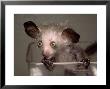 Hand-Reared Aye-Aye In Container Looking Around, Duke University Primate Center by David Haring Limited Edition Print