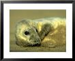 Grey Seal, Pup, Uk by Mark Hamblin Limited Edition Print