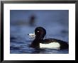Tufted Duck, Aythya Fuligula Male Calling, On Water Scotland, Uk by Mark Hamblin Limited Edition Print