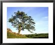 Hawthorn Tree, Single Tree In Summer, Uk by Mark Hamblin Limited Edition Print
